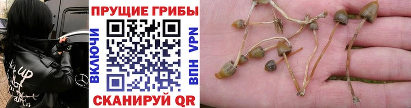 Псилоцибиновые грибы MAGIC MUSHROOMS  где купить наркоту  нарко площадка телеграм  Тимашёвск 